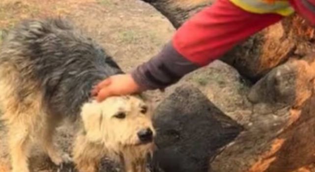 Brigadistas rescataron a un perrito encadenado en medio del fuego en Chubut