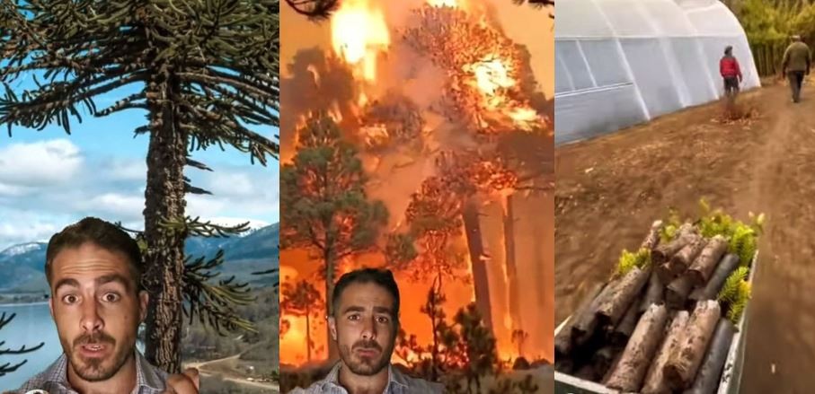 Se están plantando 3200 araucarias araucanas en el Parque Nacional Lanín