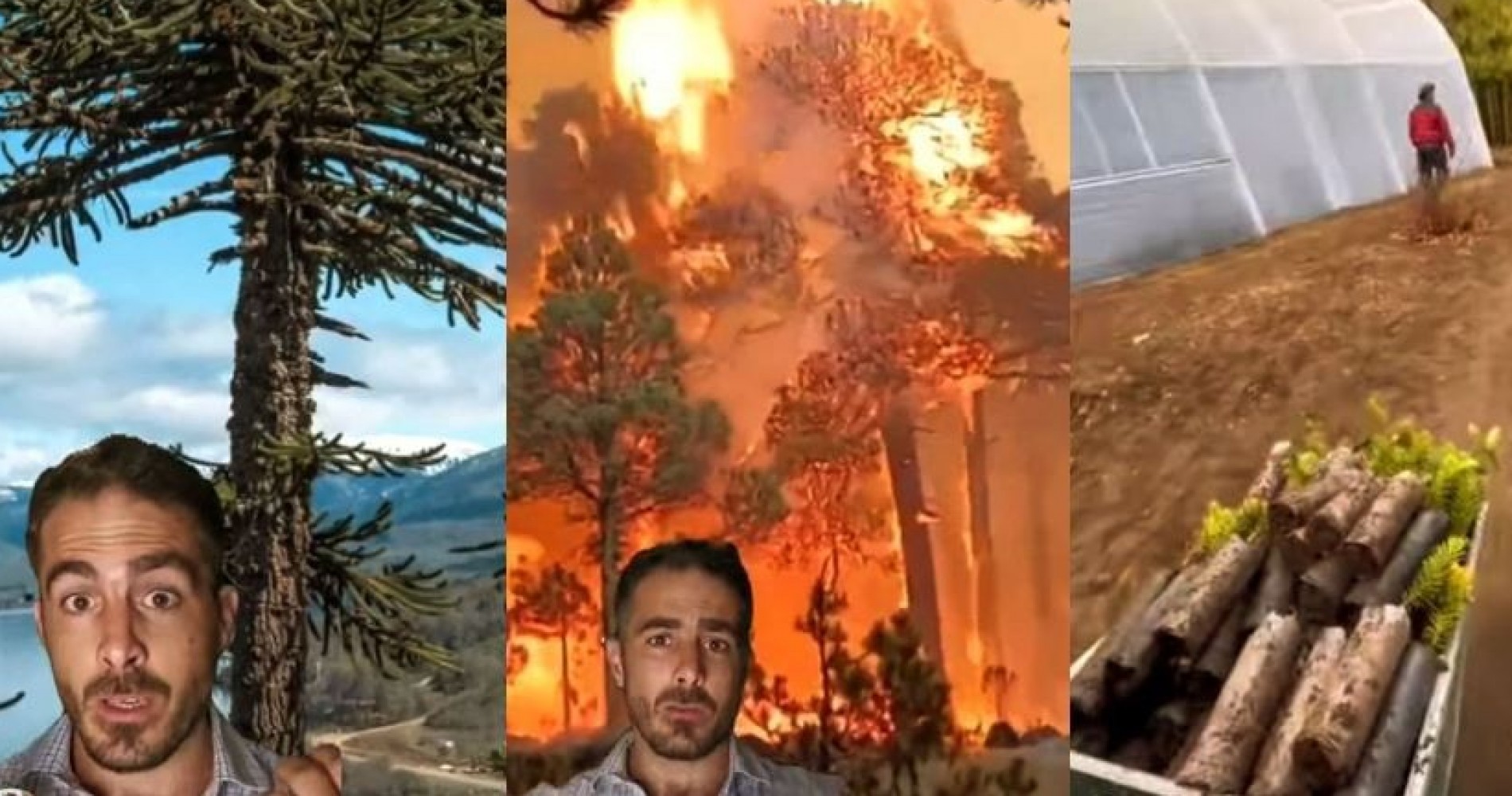 Se están plantando 3200 araucarias araucanas en el Parque Nacional Lanín